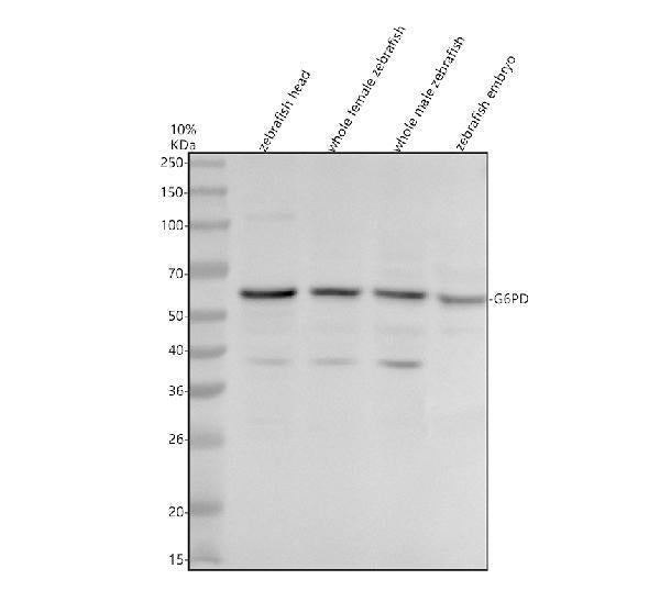 Anti-Zebrafish G6PD Antibody Picoband®