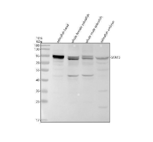 Anti-Zebrafish STAT3 Antibody Picoband®