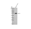 Anti-Zebrafish SMARCE1 Antibody Picoband®