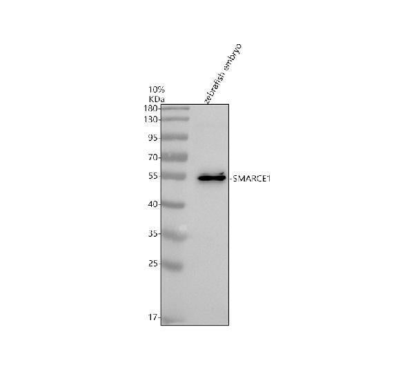 Anti-Zebrafish SMARCE1 Antibody Picoband®