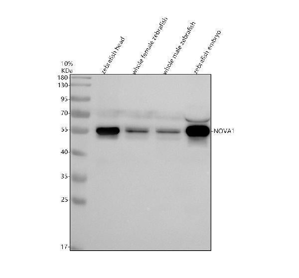 Anti-Zebrafish NOVA1 Antibody Picoband®