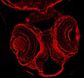 Anti-Zebrafish DNM1a/b Antibody