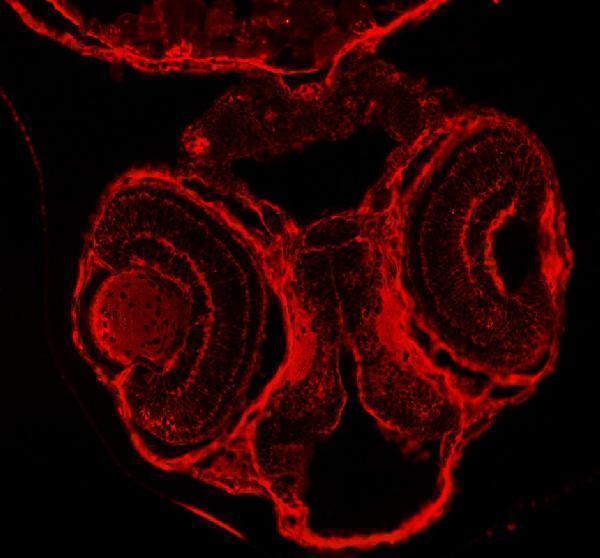Anti-Zebrafish DNM1a/b Antibody