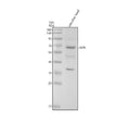Anti-Zebrafish ALPL Antibody Picoband®