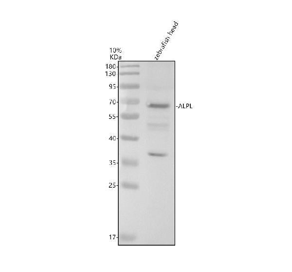 Anti-Zebrafish ALPL Antibody Picoband®