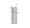 Anti-Zebrafish NAP1L1 Antibody Picoband®