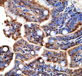 Anti-Zebrafish TTC7B Antibody