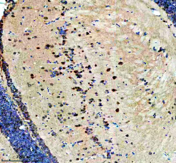 Anti-Zebrafish DHX9 Antibody