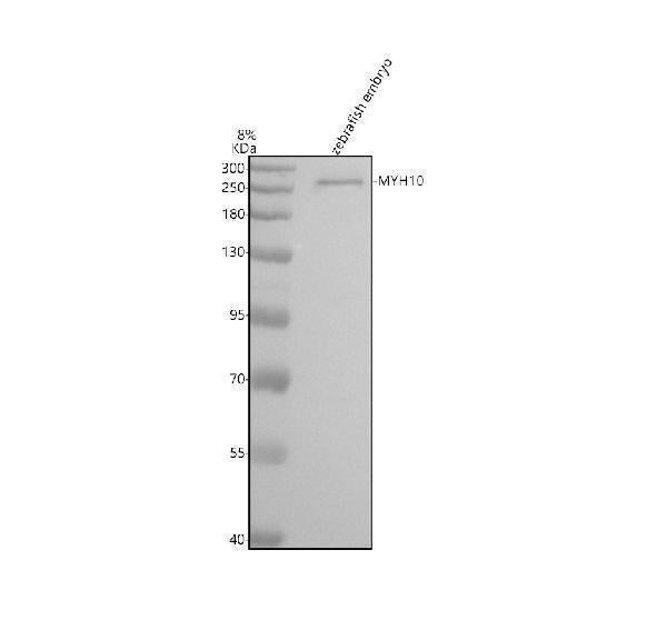 Anti-Zebrafish MYH10 Antibody Picoband®