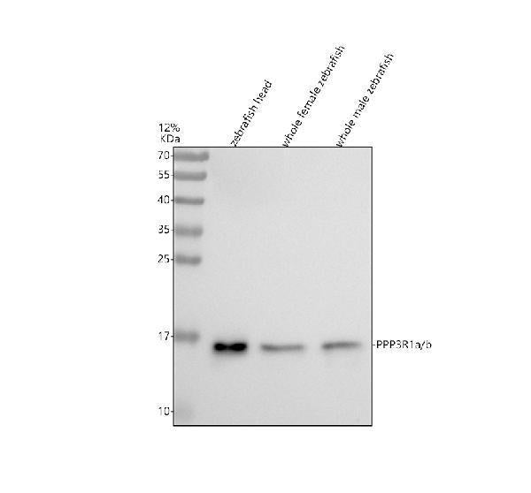 Anti-Zebrafish PPP3R1a/b Antibody Picoband®