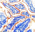 Anti-Zebrafish IGF1RA Antibody