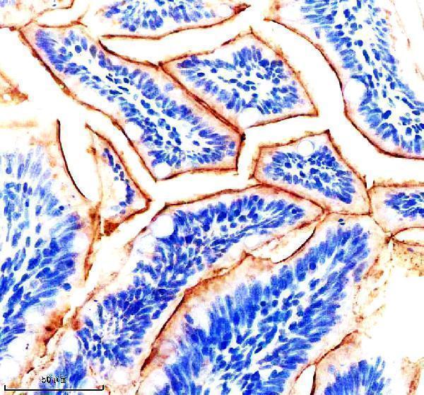 Anti-Zebrafish IGF1RA Antibody