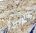 Anti-Zebrafish CYP11C1 Antibody