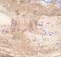 Anti-Zebrafish PARD3aa Antibody