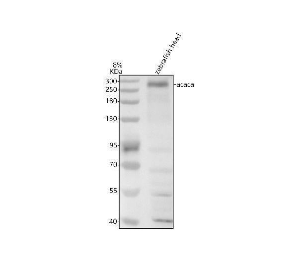 Anti-Zebrafish ACC1/ACACA Antibody Picoband®