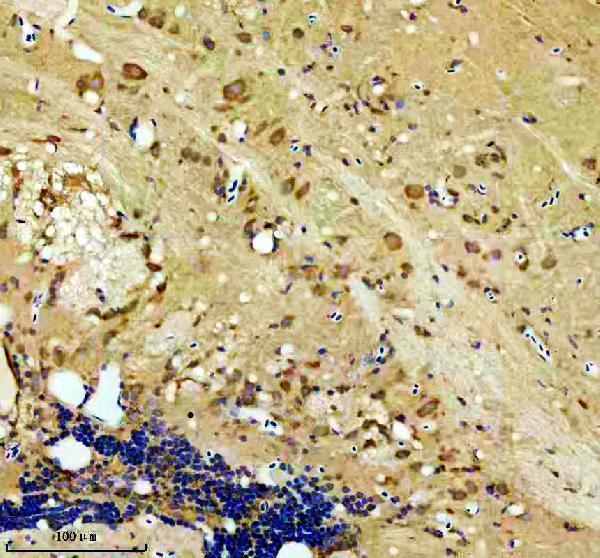 Anti-Zebrafish HOOK3 Antibody