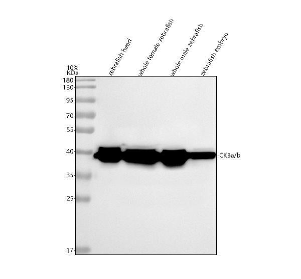 Anti-Zebrafish CKBa/b Antibody Picoband®