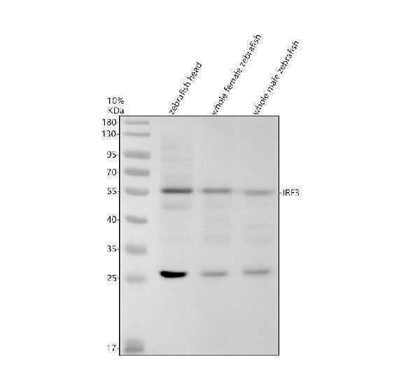 Anti-Zebrafish IRF3 Antibody Picoband®
