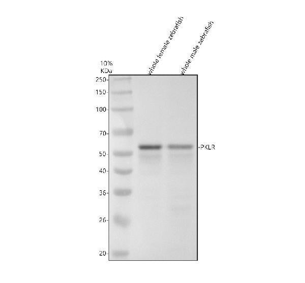 Anti-Zebrafish PKLR Antibody Picoband®