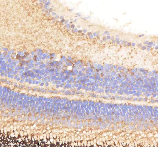 Anti-Zebrafish PABPC4 Antibody
