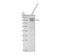 Anti-Zebrafish CLOCKA Antibody Picoband®