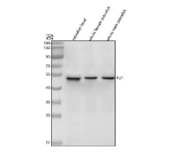 Anti-Zebrafish FLI1 Antibody Picoband®