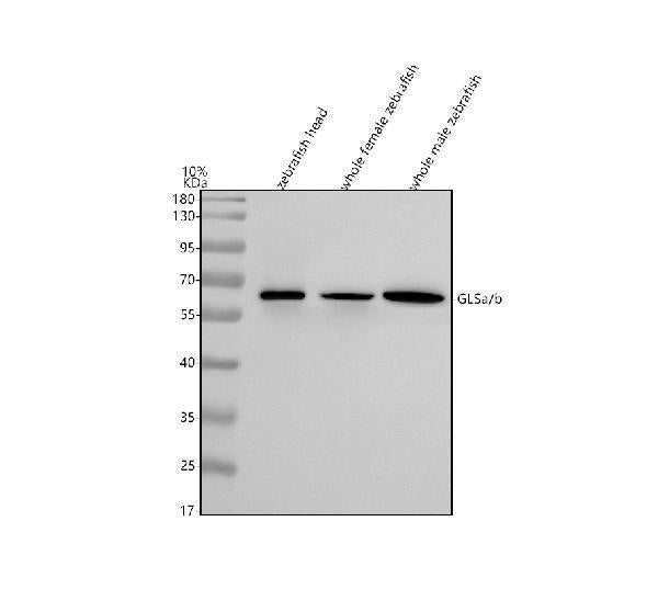 Anti-Zebrafish GLSa/b Antibody Picoband®