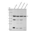 Anti-Zebrafish GSR Antibody Picoband®