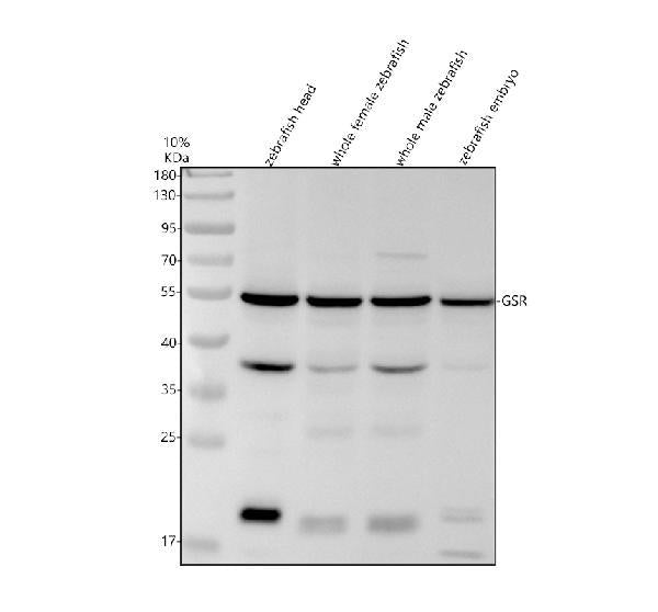 Anti-Zebrafish GSR Antibody Picoband®