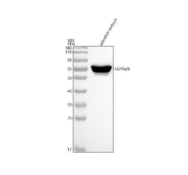 Anti-Zebrafish CLPXa/b Antibody Picoband®
