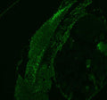 Anti-Zebrafish HNRNPD Antibody Picoband®