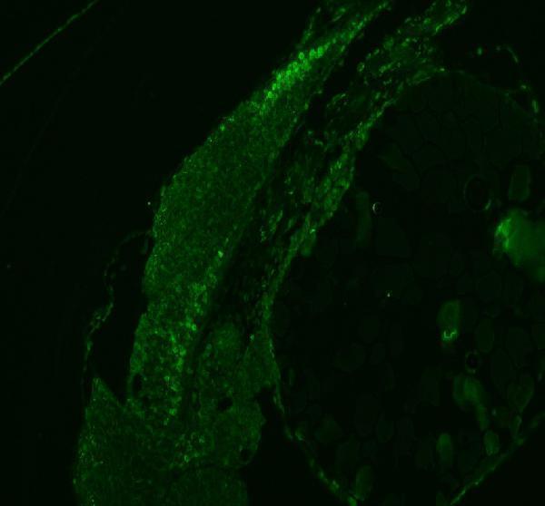 Anti-Zebrafish HNRNPD Antibody Picoband®