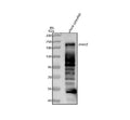 Anti-Zebrafish CROCC2 Antibody Picoband®