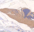 Anti-Zebrafish NFKB1 p105/NFKB1 Antibody Picoband®