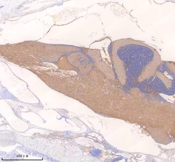 Anti-Zebrafish NFKB1 p105/NFKB1 Antibody Picoband®