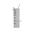 Anti-Zebrafish LIMS1 Antibody Picoband®