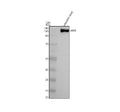 Anti-Zebrafish AFF4 Antibody Picoband®