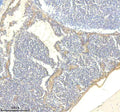Anti-Zebrafish TTN Antibody
