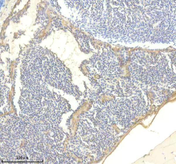 Anti-Zebrafish TTN Antibody