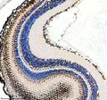 Anti-Zebrafish CROP/LUC7L3 Antibody