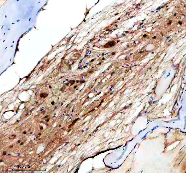 Anti-Zebrafish HS2ST1a/b Antibody