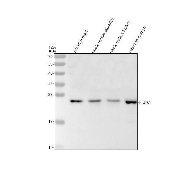 Anti-Zebrafish PRDX1 Antibody Picoband®