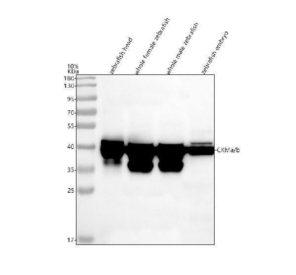Anti-Zebrafish CKMa/b Antibody Picoband®