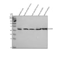Anti-Zebrafish ACADM Antibody Picoband®