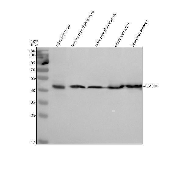 Anti-Zebrafish ACADM Antibody Picoband®