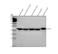 Anti-Zebrafish ACADM Antibody Picoband®