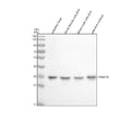Anti-Zebrafish POH1/PSMD14 Antibody Picoband®