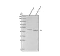 Anti-Zebrafish IHHA Antibody Picoband®