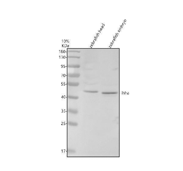 Anti-Zebrafish IHHA Antibody Picoband®