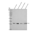 Anti-Zebrafish PRDX4 Antibody Picoband®